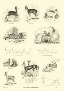 Page from The Pictorial Museum of Animated Nature