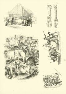 Page from The Pictorial Museum of Animated Nature