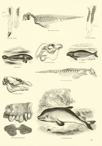 Page from The Pictorial Museum of Animated Nature by English School