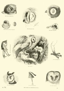 Page from The Pictorial Museum of Animated Nature by English School