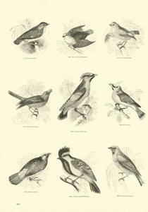 Page from The Pictorial Museum of Animated Nature