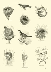 Page from The Pictorial Museum of Animated Nature