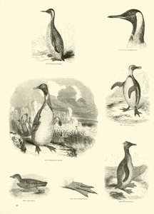 Page from The Pictorial Museum of Animated Nature