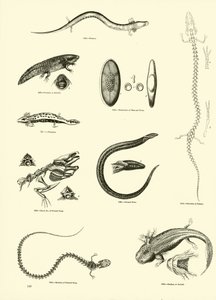 Page from The Pictorial Museum of Animated Nature by English School