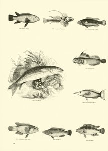 Page from The Pictorial Museum of Animated Nature by English School