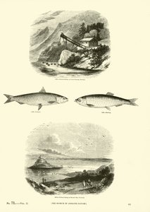 Page from The Pictorial Museum of Animated Nature by English School