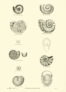 Page from The Pictorial Museum of Animated Nature by English School