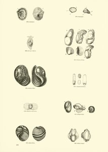 Page from The Pictorial Museum of Animated Nature by English School