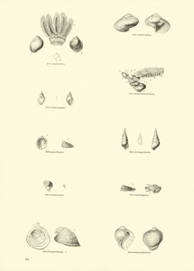 Page from The Pictorial Museum of Animated Nature by English School