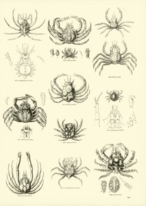 Page from The Pictorial Museum of Animated Nature by English School