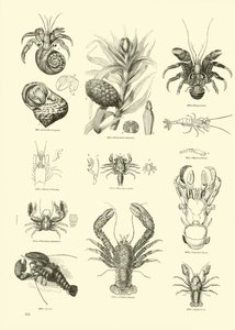 Page from The Pictorial Museum of Animated Nature