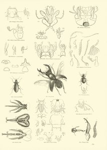 Page from The Pictorial Museum of Animated Nature by English School