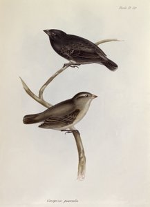 Pair of Geospiza Parvula, illustration from The Zoology of the Voyage of H.M.S. Beagle, 1832-36 by Charles Darwin, 1840 by English School