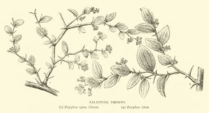 Palestine Thorns by English School