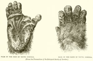 Palm of the Foot of Young Gorilla. Back of the Hand of Young Gorilla by English School