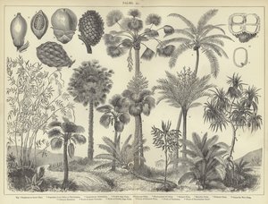 Palms by English School