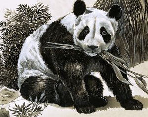 Panda by English School