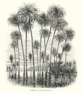 Ancient Papyrus by English School