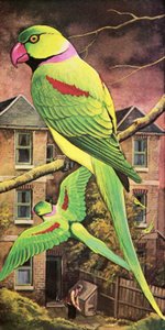Parakeet by English School