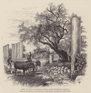 Part of the Colonnade which once encircled Samaria by English School