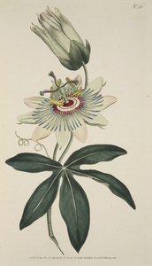 Passiflora Coerulea (Common Passion Flower), from The Botanical Magazine or Flower Garden Displayed, pub. 1786
