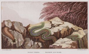 Pearly Nereis, Rainbow Leaf-Worm by English School