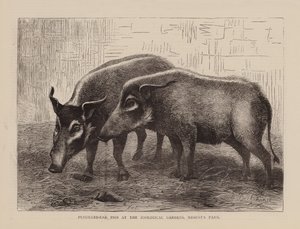 Pencilled-Ear Pigs at the Zoological Gardens, Regents Park by English School