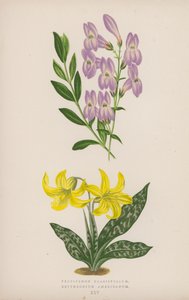 Pentstemon Crassifolium; Erythronium Americanum by English School