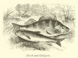 Perch and Gudgeon by English School