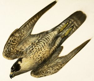 Peregrine Falcon