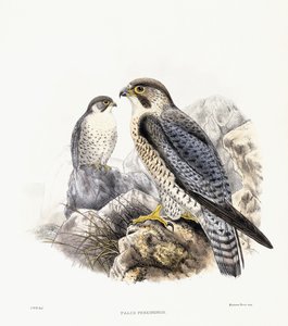 Peregrine Falcon - Falco Peregrinus