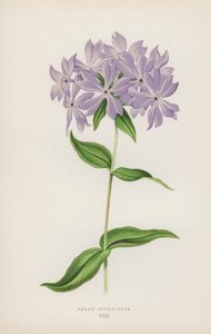 Phlox Divaricata by English School