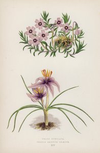 Phlox Subulata; Crocus Sativus Graecus by English School