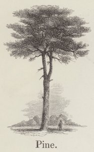 Pine by English School