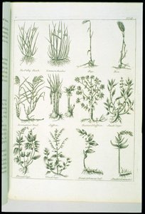 Plants from Culpeper