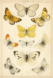 Plate from Our Country