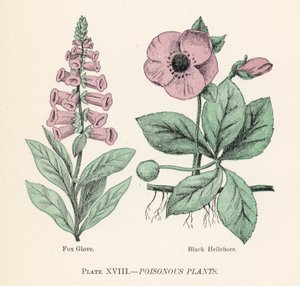 Poisonous plants by English School