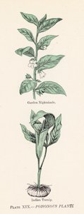Poisonous plants by English School