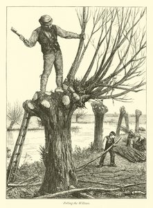 Polling the Willows by English School