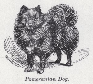 Pomeranian dog