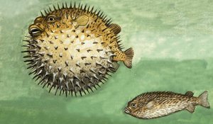 Porcupine Fish
