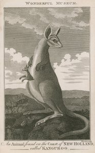 Portrait of a Kangaroo by English School