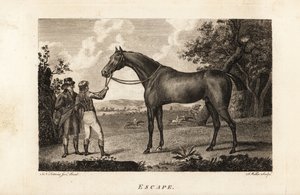 Portrait of the celebrated thoroughbred racer Escape with jockey and trainer by English School