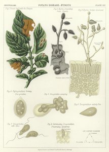 Potato Disease, Fungus by English School
