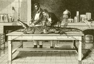 Power of a crocodile