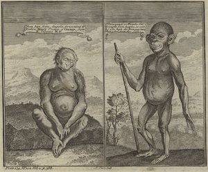 Primates from Angola by English School