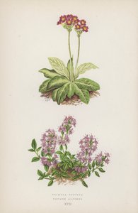 Primula Scotica; Thymus Alpinus by English School