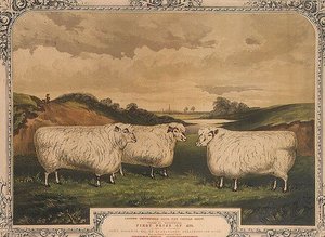 Prize Cotswold sheep, fed on food seasoned with Thorley