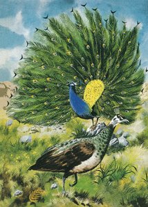 Proud as a peacock by English School