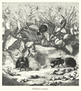 Psithyrus Vestalis (Engraving) by English School